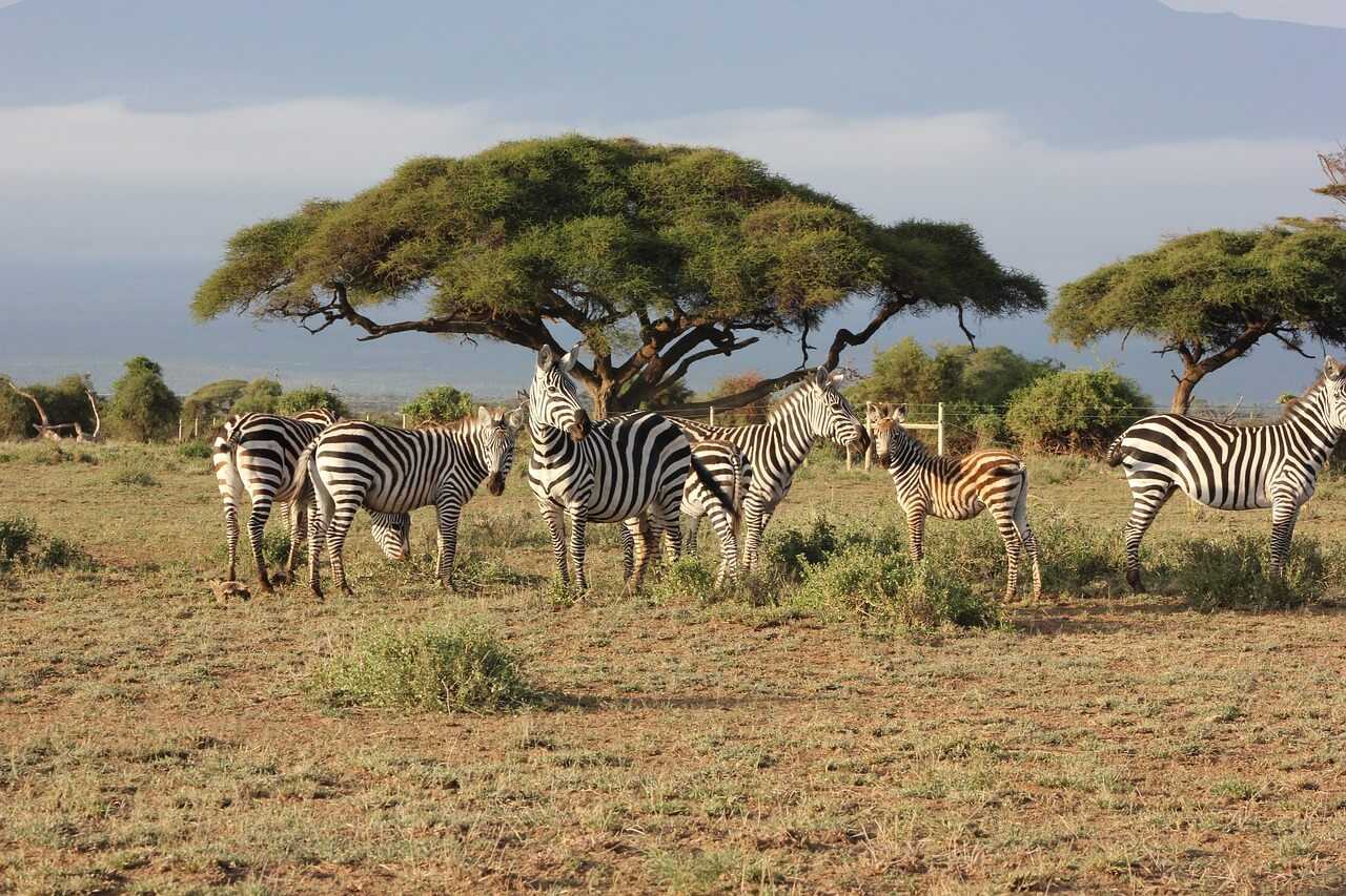 Masai Mara – vacanta in salbaticie