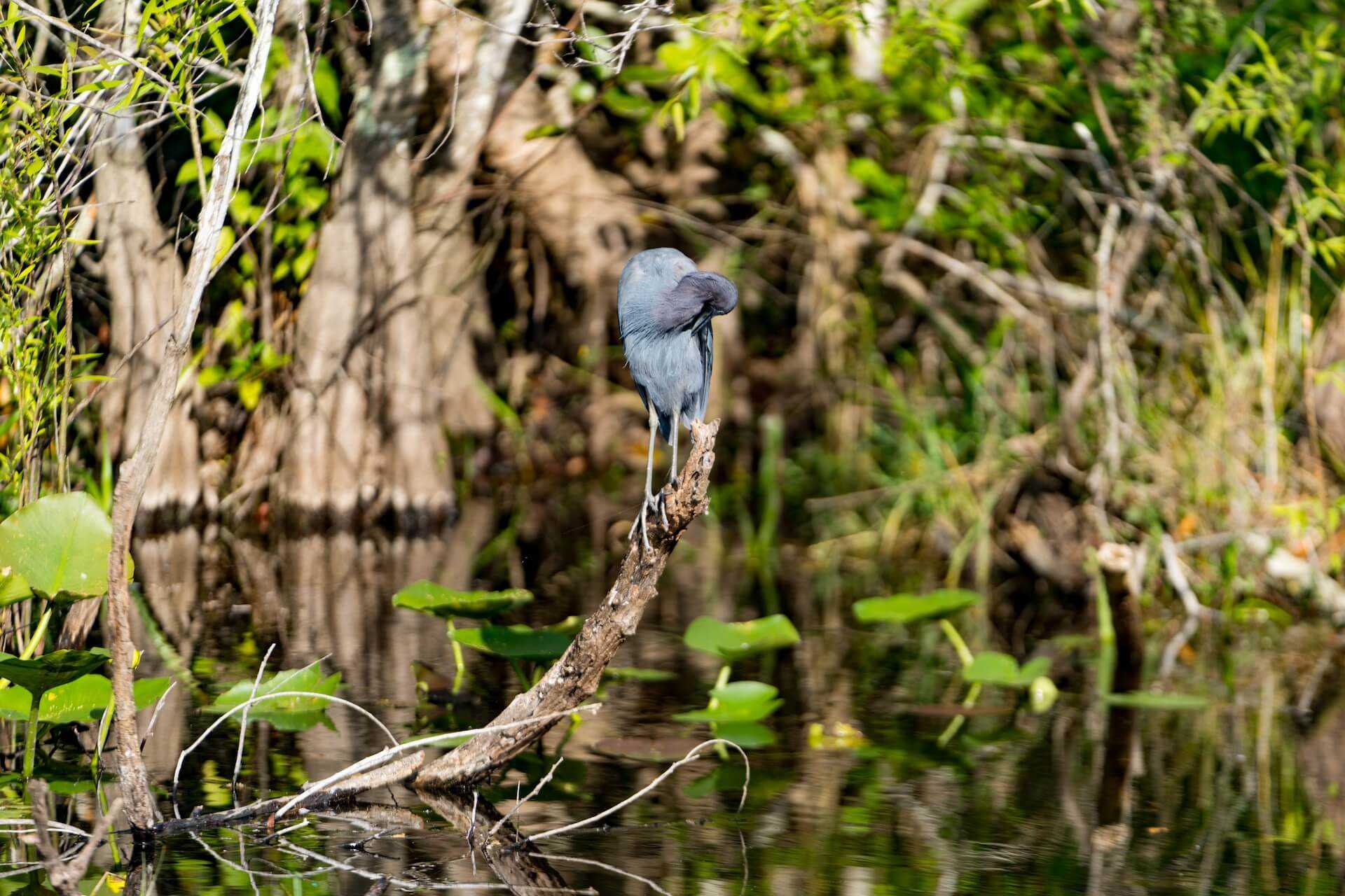 Parcul National Everglades – aventuri in jungla