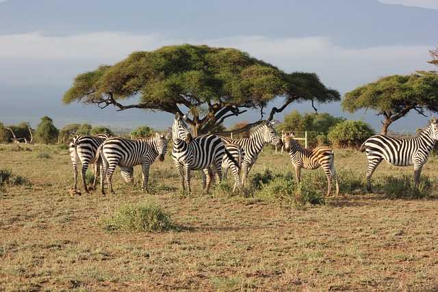 Masai Mara - vacanță în sălbăticie