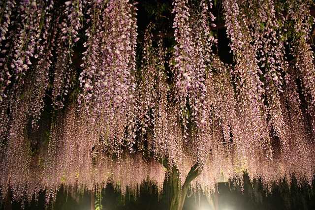 Tunelul de flori Wisteria - Japonia