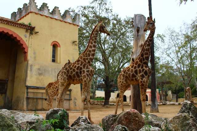 Zoo Lisabona - cea mai mare grădină din Europa